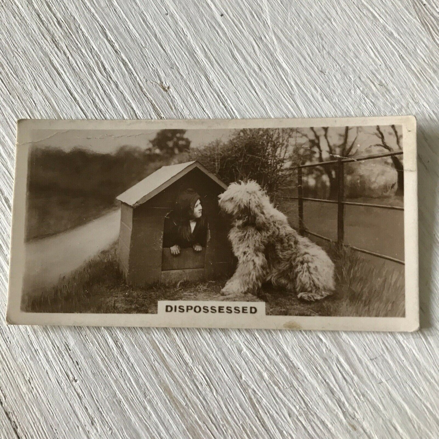 De Reszke Cigarette Card Series 2 no.24 Dispossessed Sheepdog Photo Vintage CUTE