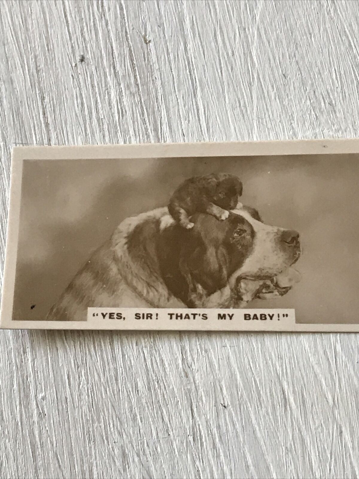 De Reszke Cigarette Card Series 2 no.25 Yes sir that’s my Baby. Cute Dog & Puppy