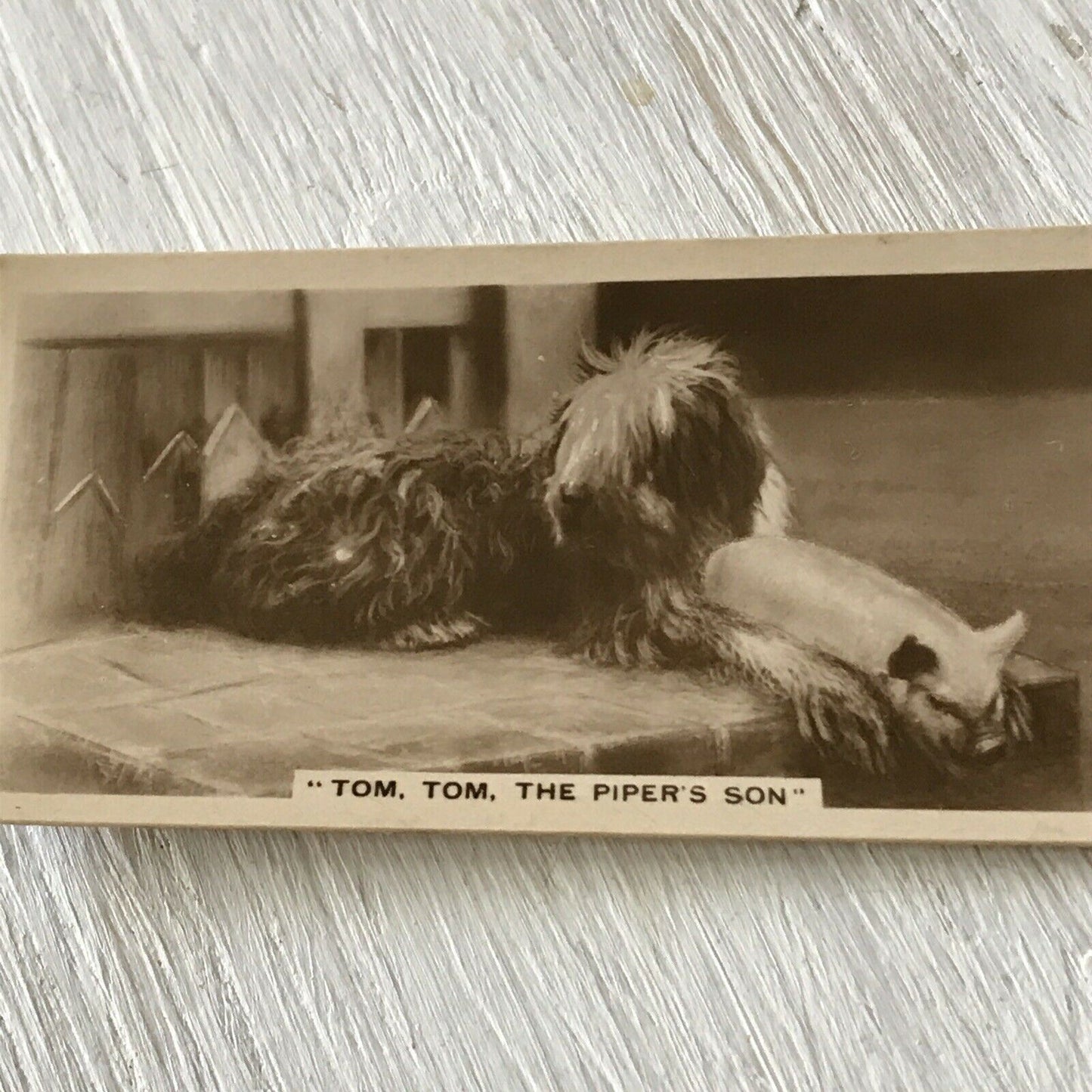 De Reszke Cigarette Card Series 5 no.26 Shaggy Dog Piglet Photo Cute Vintage