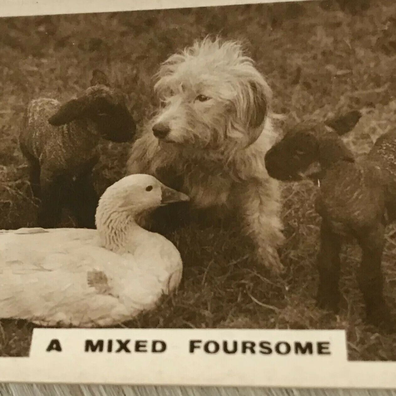 De Reszke Cigarette Card Series 2 No.26 A Mixed Foursome Dog lambs Goose Photo