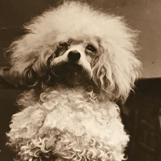 De Reszke Cigarette Card - Series 1 No.27-  The Buck - Funny Poodle Photo - Vintage - 1930s