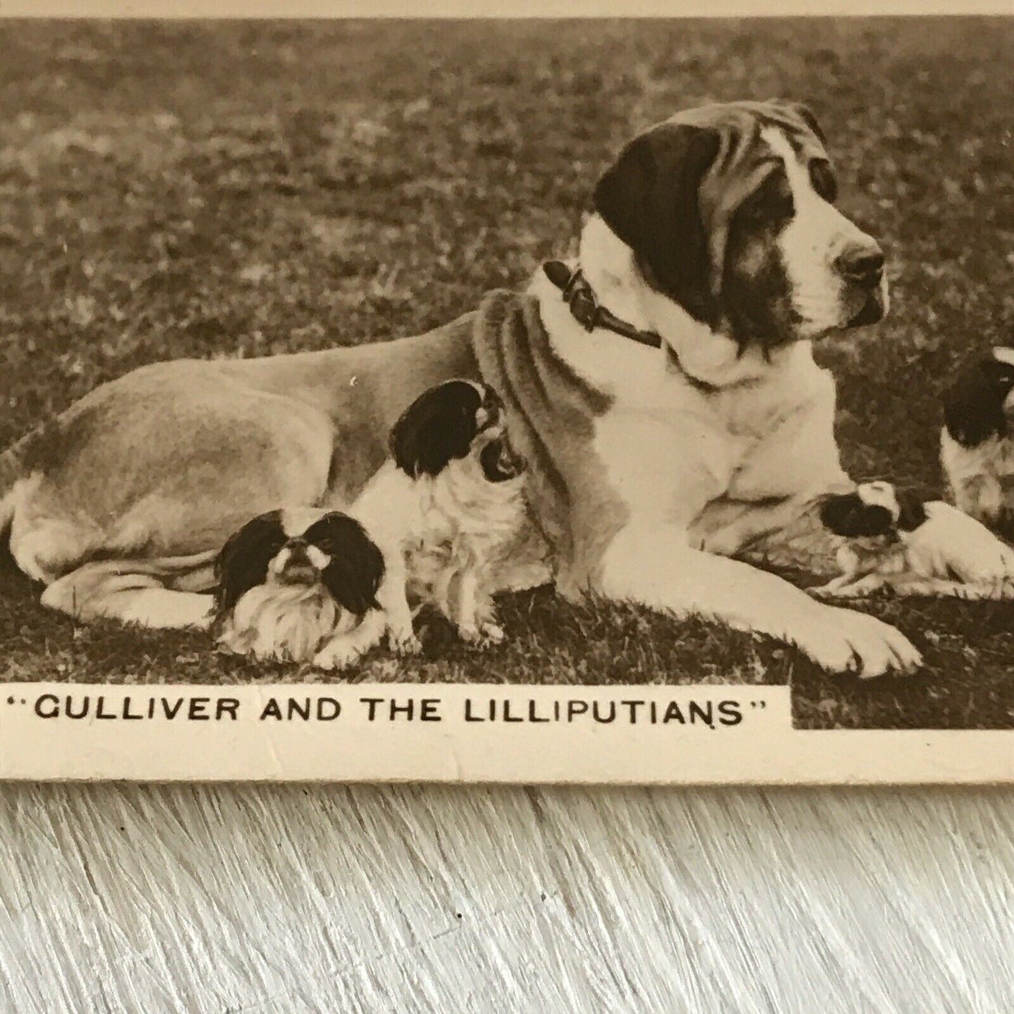 De Reszke Cigarette Card Series 5 No 27 Gulliver & The Lilliputians St Bernard