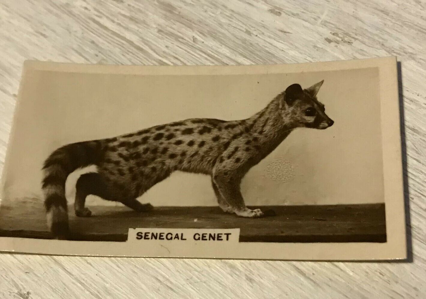 De  Reszke Cigarette Card Zoological Studies No 19 Senegal Genet. Photograph