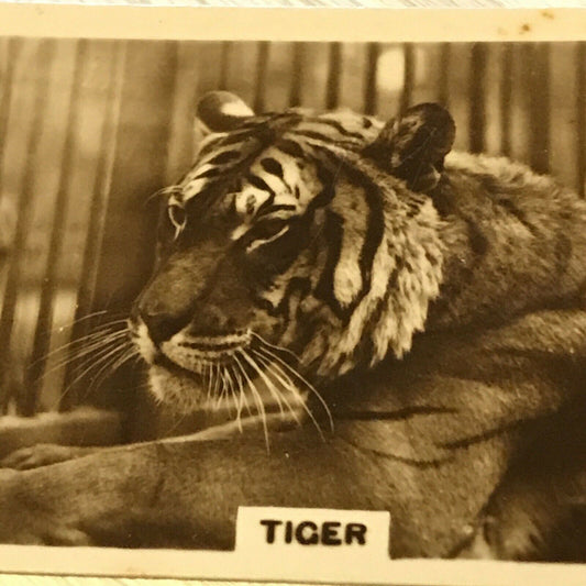 De  Reszke Cigarette Card Zoological Studies No 27 Tiger Photograph 1920s Vintag