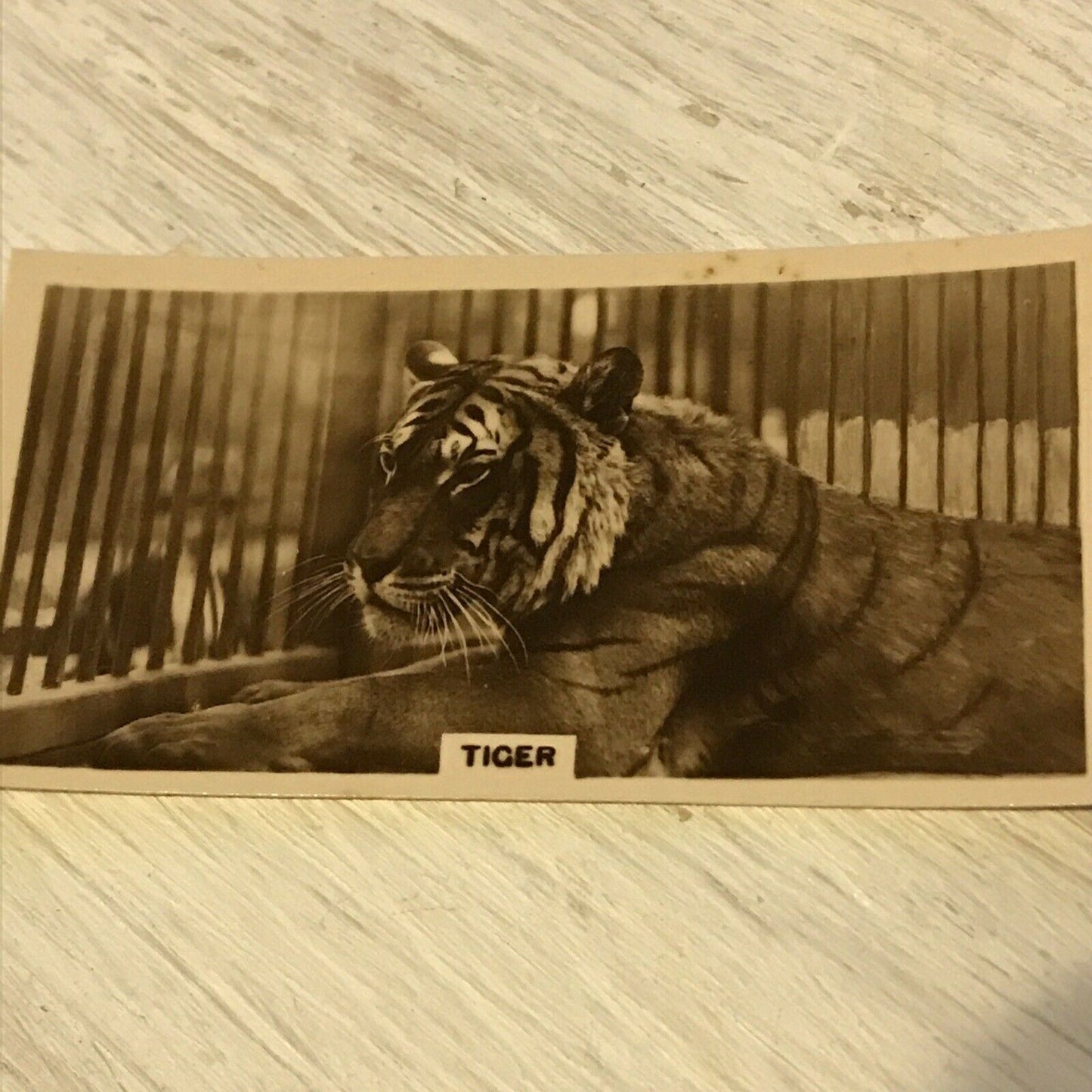 De  Reszke Cigarette Card Zoological Studies No 27 Tiger Photograph 1920s Vintag