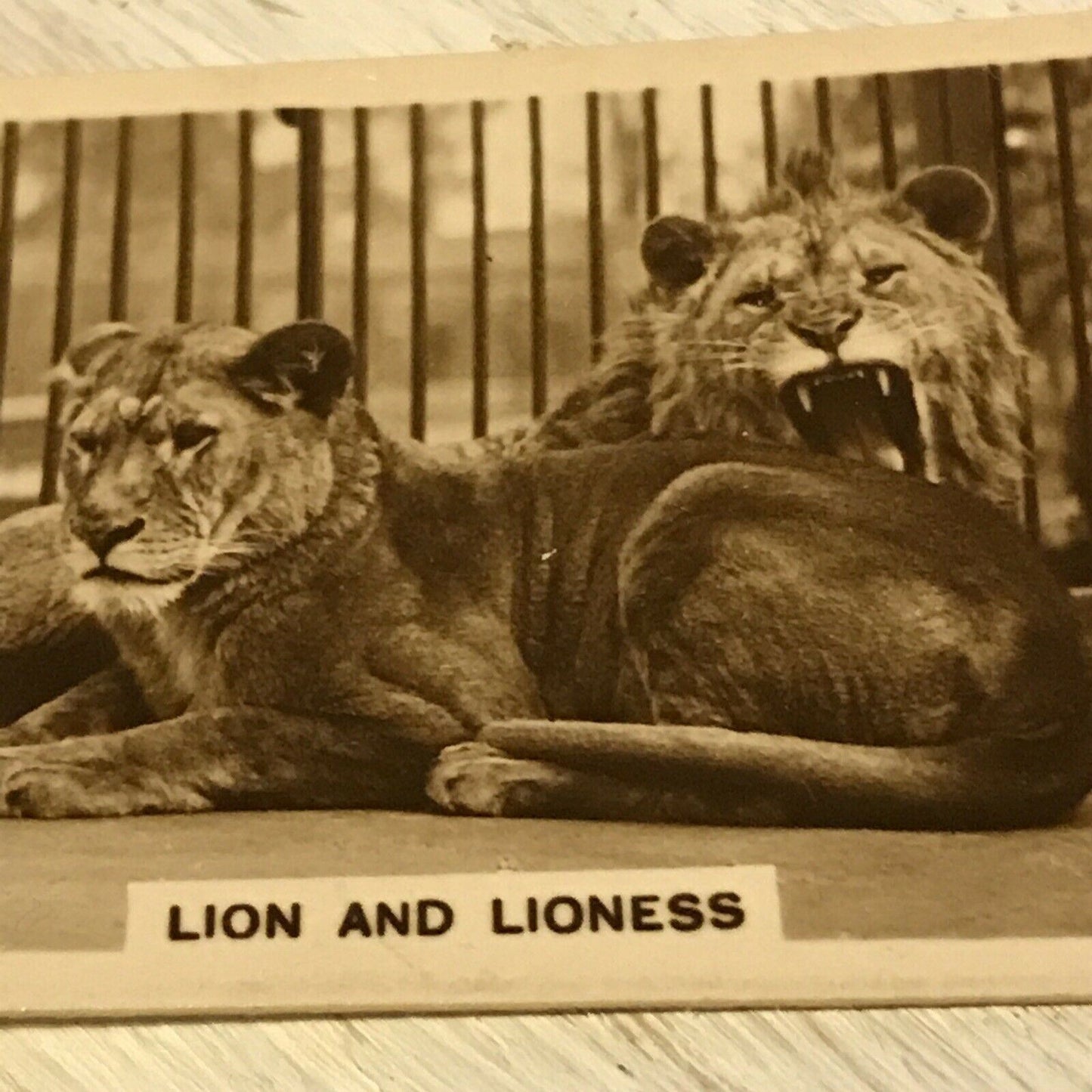 De  Reszke Cigarette Card Zoological Studies #25 Lion Lioness Photo Vintage Zoo