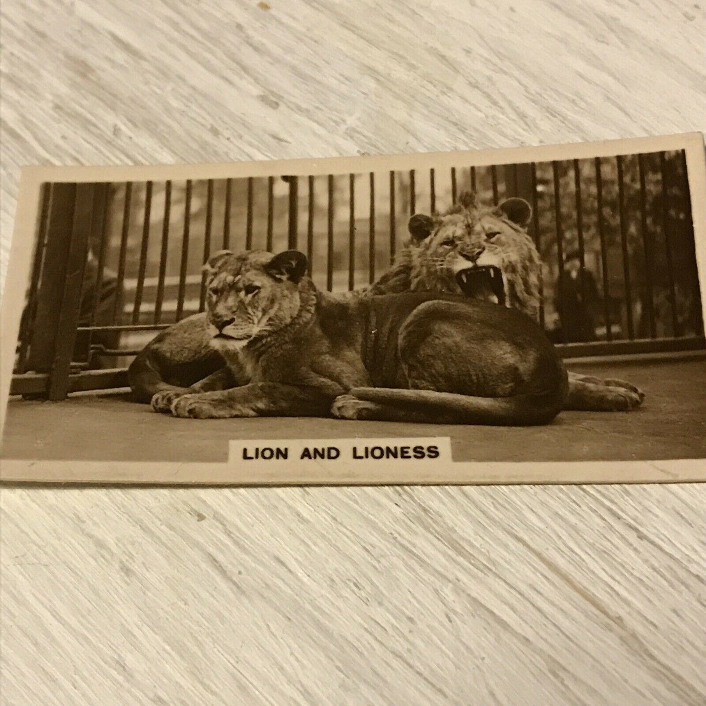 De  Reszke Cigarette Card Zoological Studies #25 Lion Lioness Photo Vintage Zoo