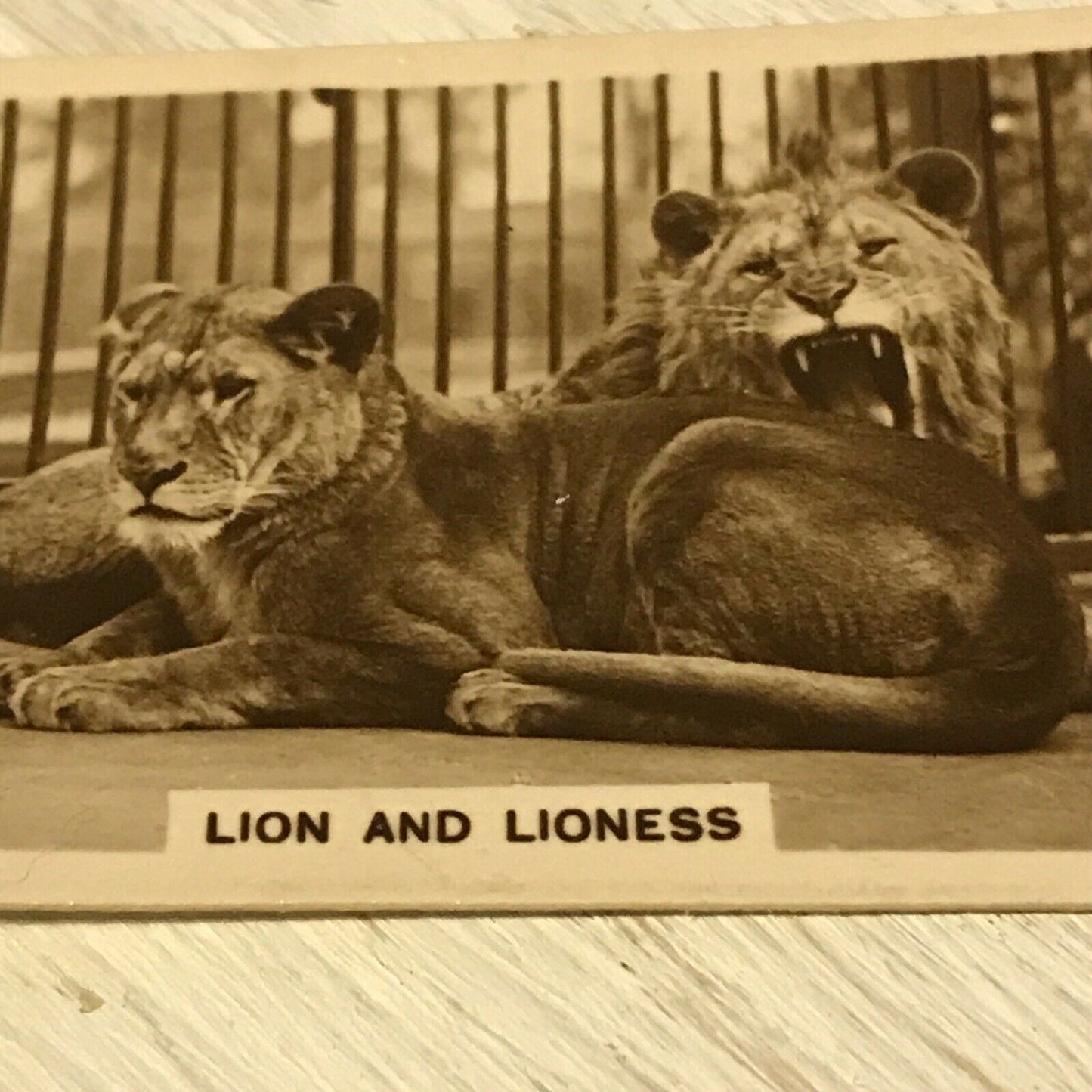 De  Reszke Cigarette Card Zoological Studies #25 Lion Lioness Photo Vintage Zoo