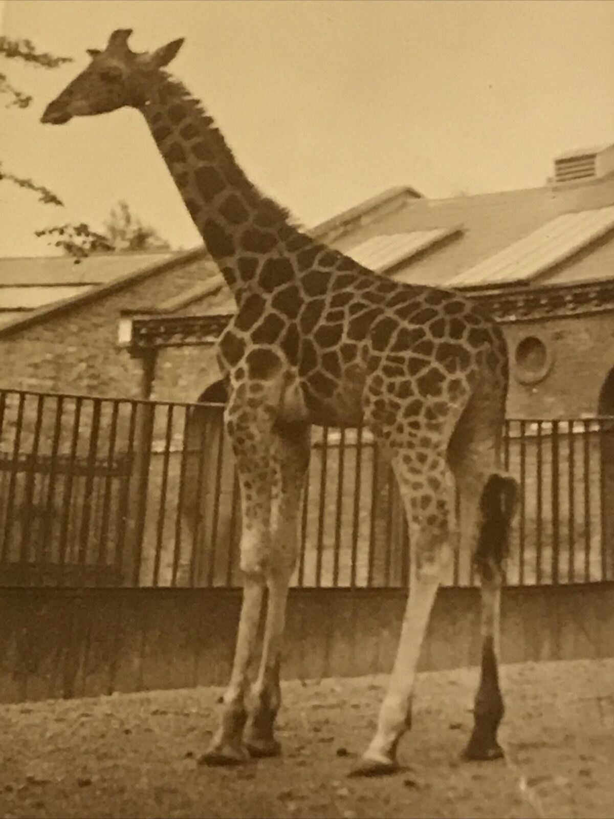 De  Reszke Cigarette Card Zoological Studies Giraffe Photo Vintage 1920s Zoo Pic