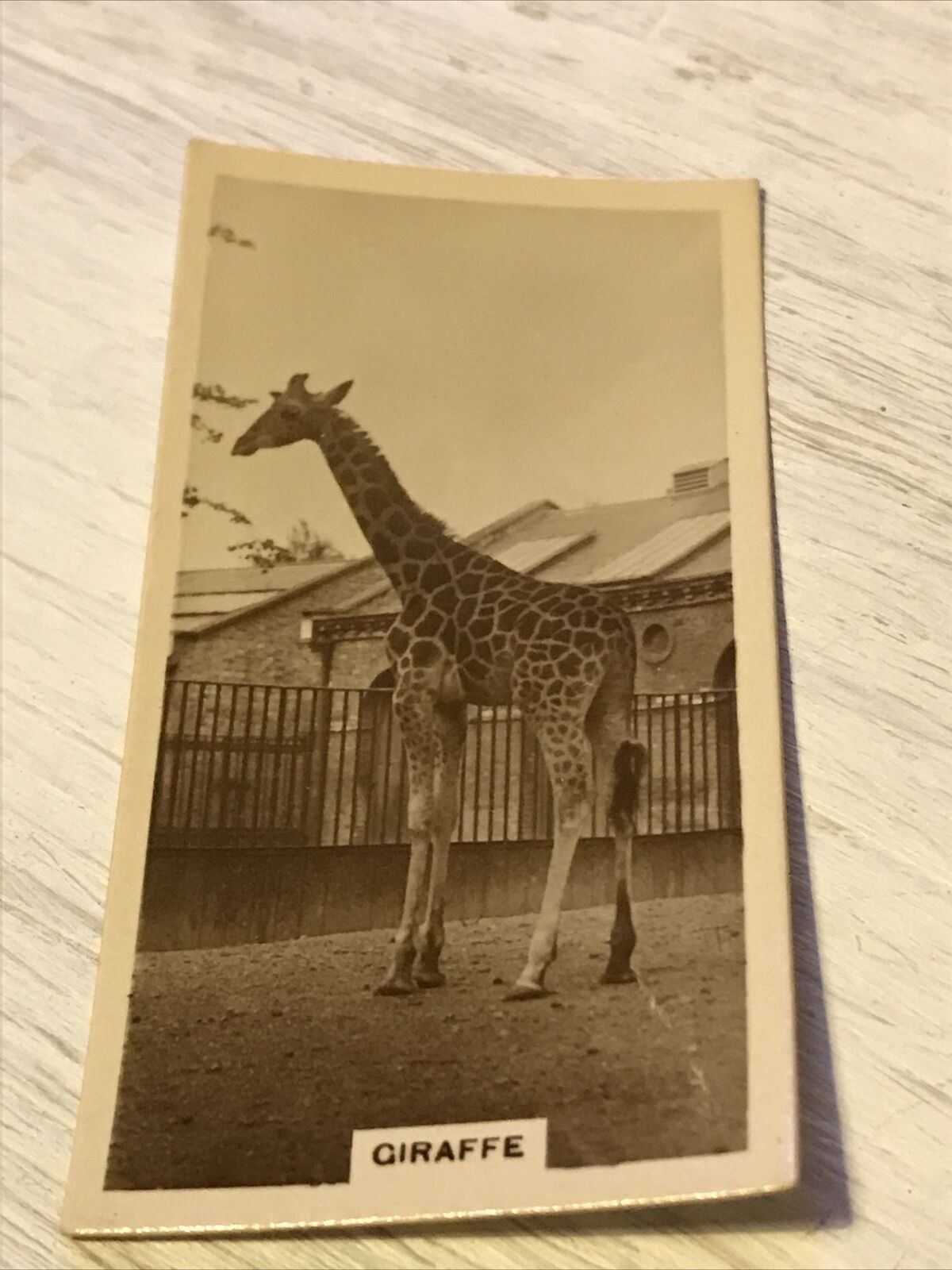 De  Reszke Cigarette Card Zoological Studies Giraffe Photo Vintage 1920s Zoo Pic