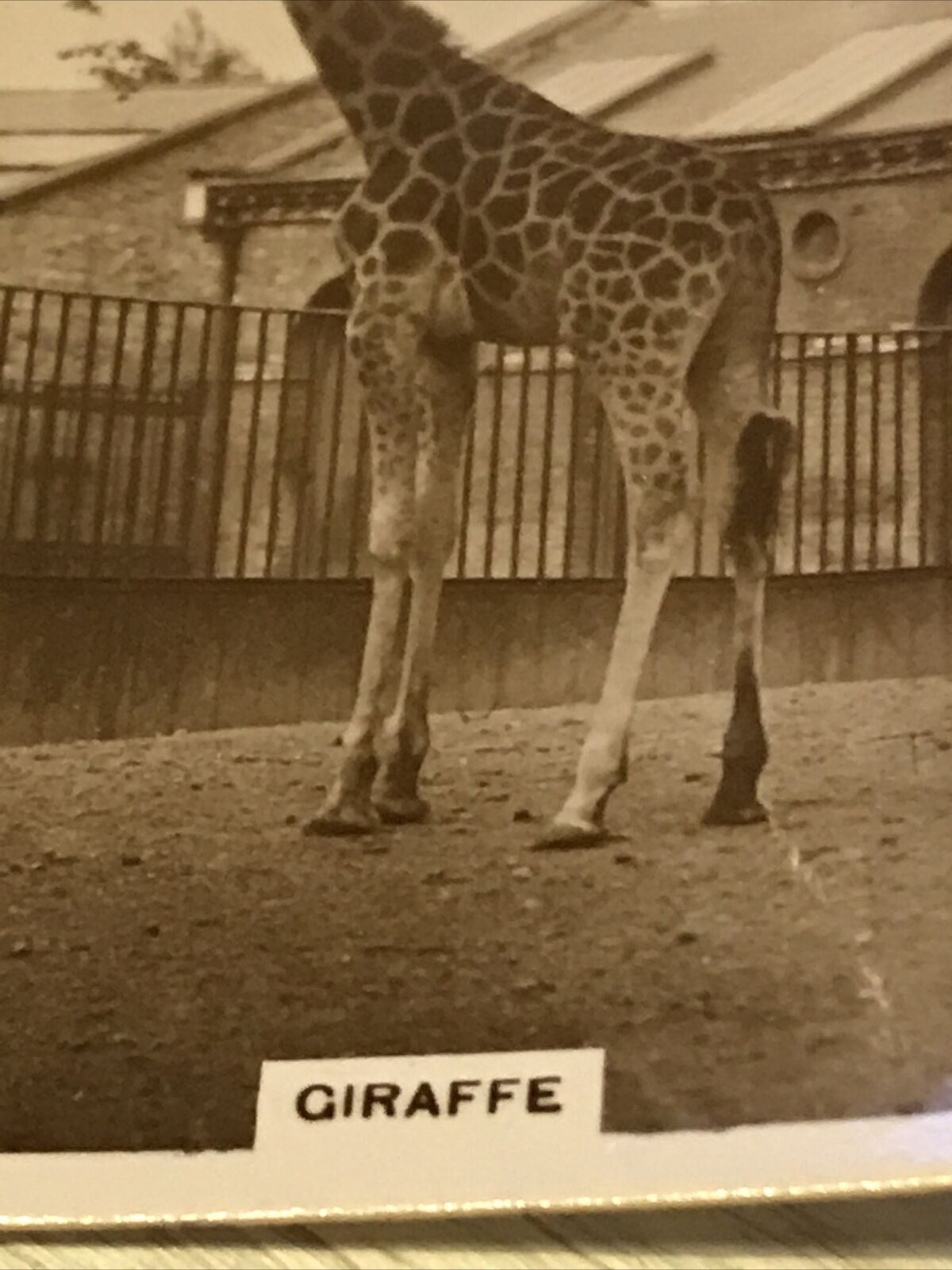 De  Reszke Cigarette Card Zoological Studies Giraffe Photo Vintage 1920s Zoo Pic