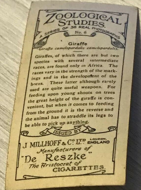 De  Reszke Cigarette Card Zoological Studies Giraffe Photo Vintage 1920s Zoo Pic