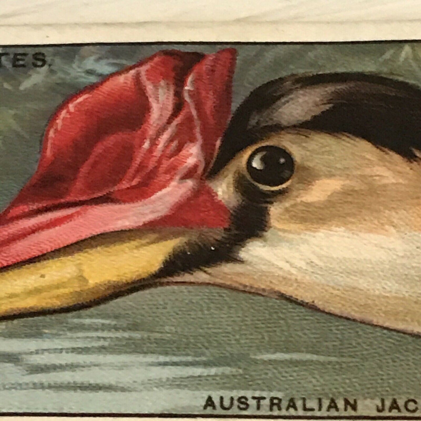 Players Cigarette Card Curious Beaks 29 Australian Jacana Bird Picture Vintage