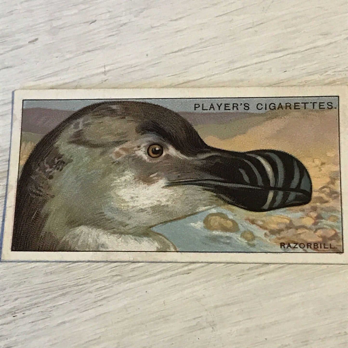 Players Cigarette Card Curious Beaks 38 Razorbill Bird Picture Vintage