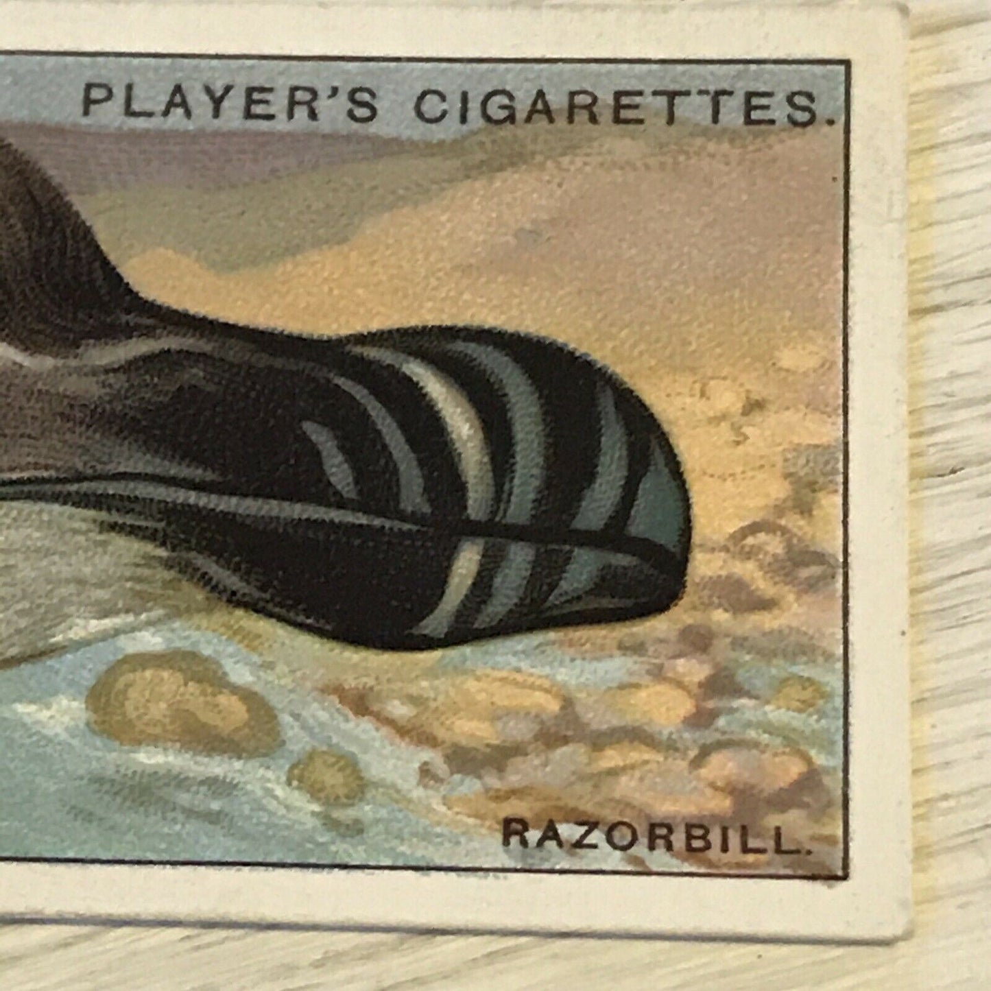 Players Cigarette Card Curious Beaks 38 Razorbill Bird Picture Vintage