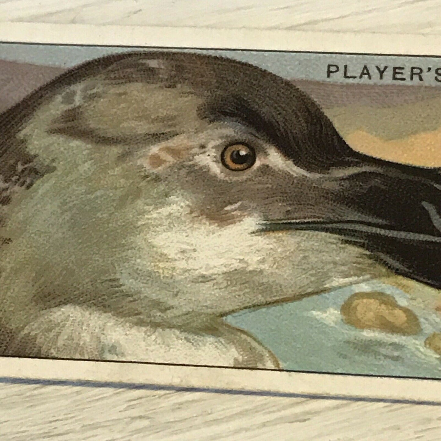 Players Cigarette Card Curious Beaks 38 Razorbill Bird Picture Vintage