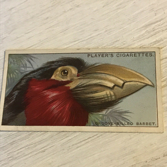 Players Cigarette Card Curious Beaks 3 Groove Billed Barbet Bird 1929 Picture