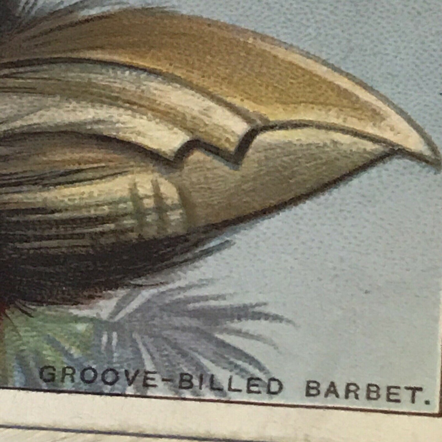 Players Cigarette Card Curious Beaks 3 Groove Billed Barbet Bird 1929 Picture