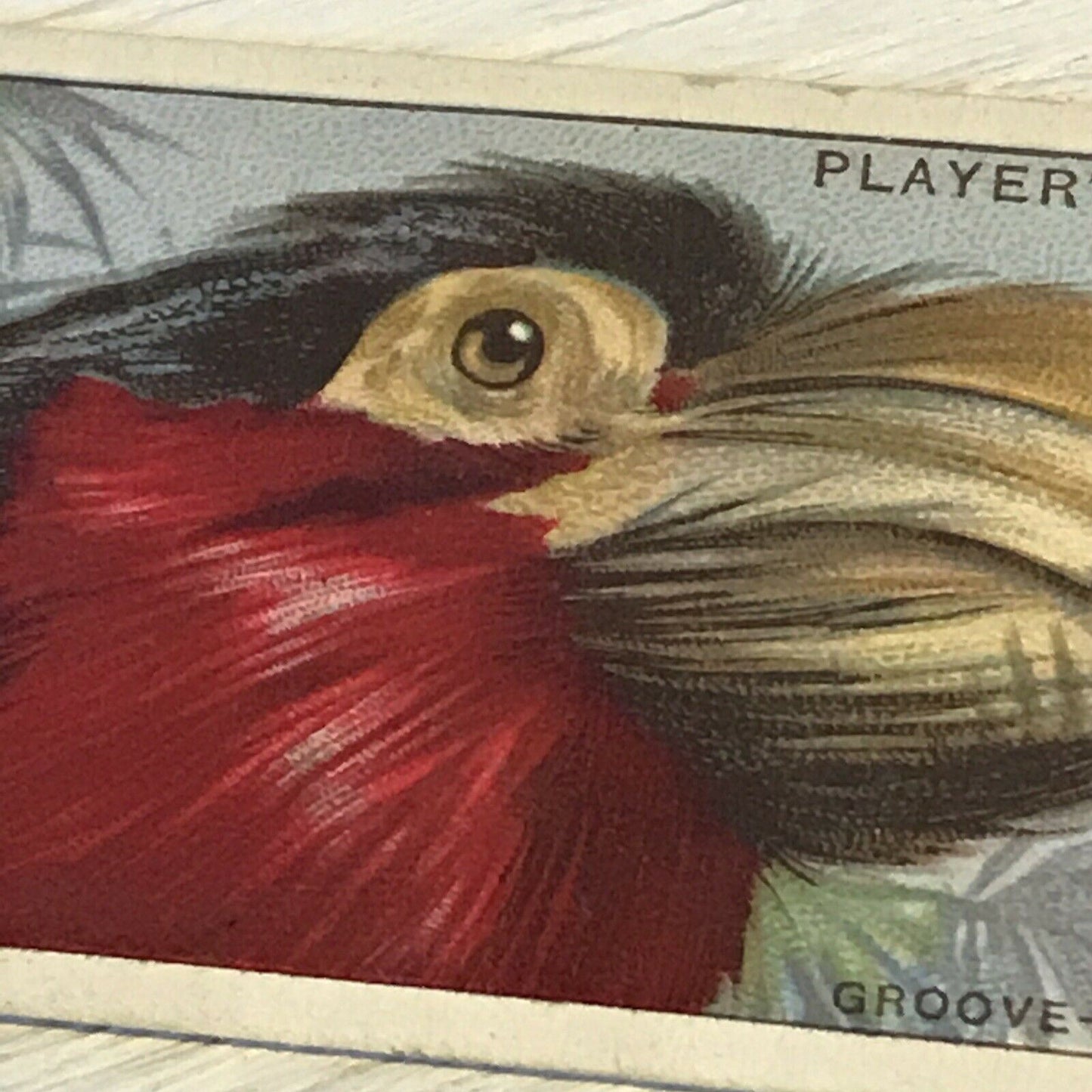 Players Cigarette Card Curious Beaks 3 Groove Billed Barbet Bird 1929 Picture