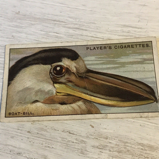 Players Cigarette Card Curious Beaks 5 Boat Bill Bird 1929 Picture Vintage