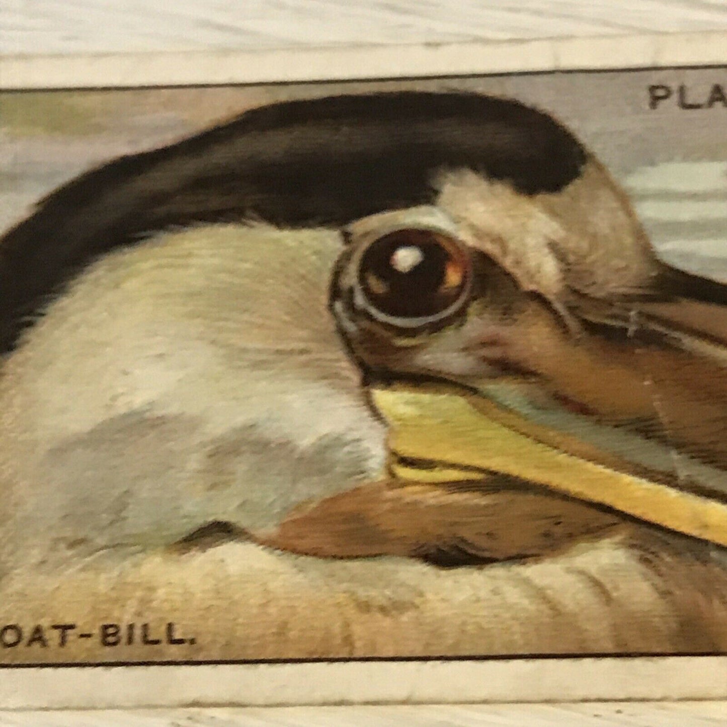 Players Cigarette Card Curious Beaks 5 Boat Bill Bird 1929 Picture Vintage