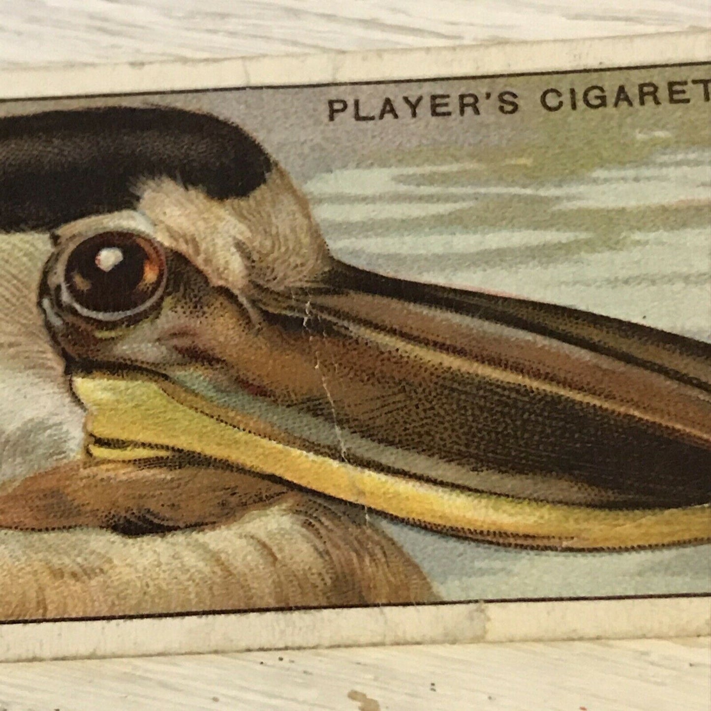 Players Cigarette Card Curious Beaks 5 Boat Bill Bird 1929 Picture Vintage