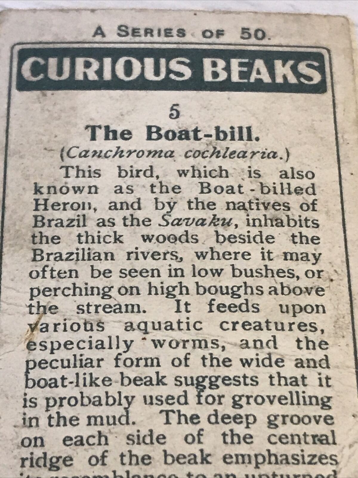 Players Cigarette Card Curious Beaks 5 Boat Bill Bird 1929 Picture Vintage