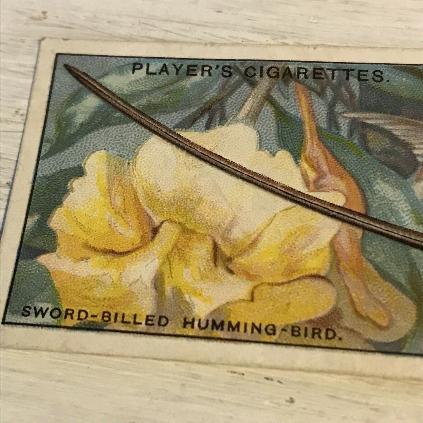 Players Cigarette Card Curious Beaks 26 Sword Billed Humming Bird Vintage 1929