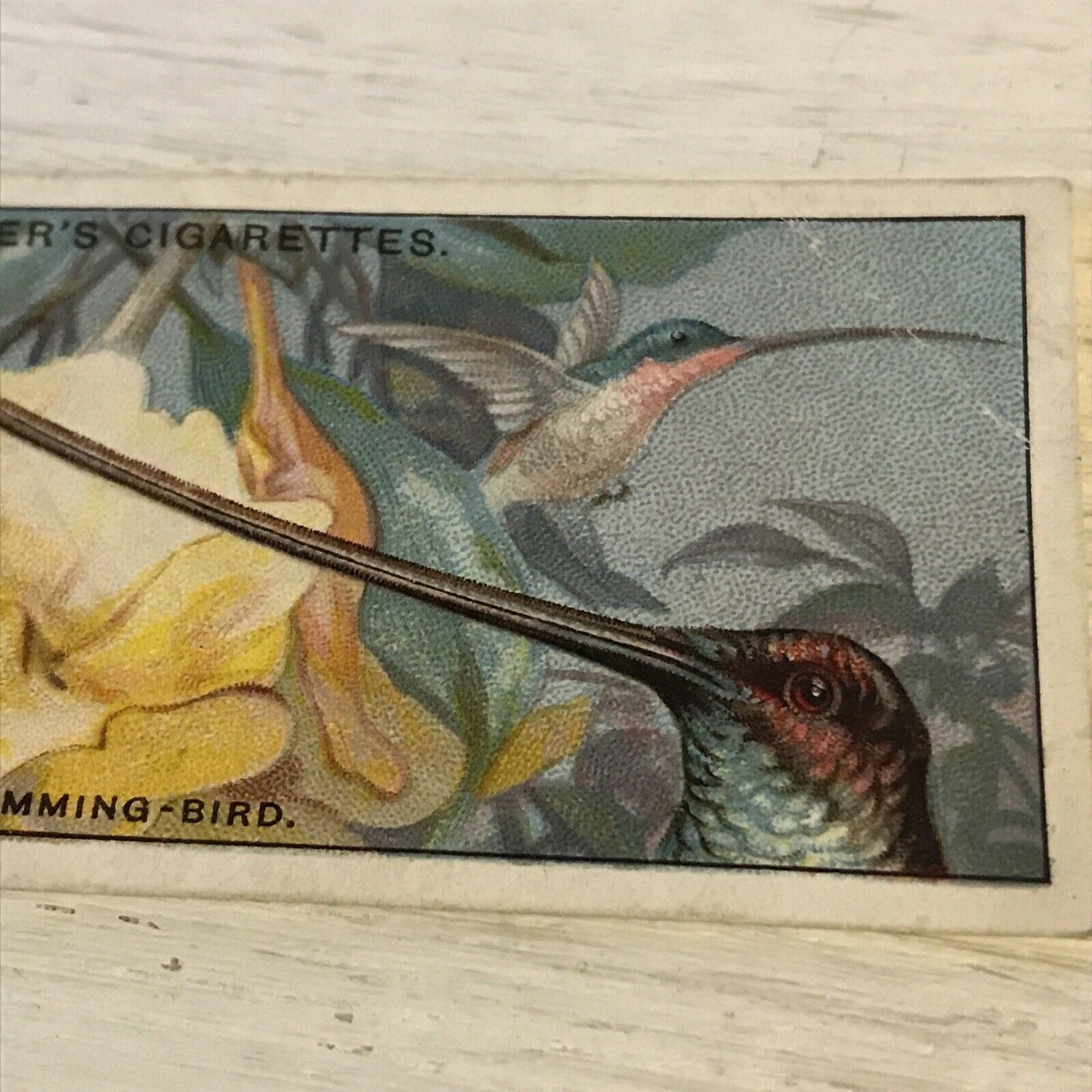 Players Cigarette Card Curious Beaks 26 Sword Billed Humming Bird Vintage 1929