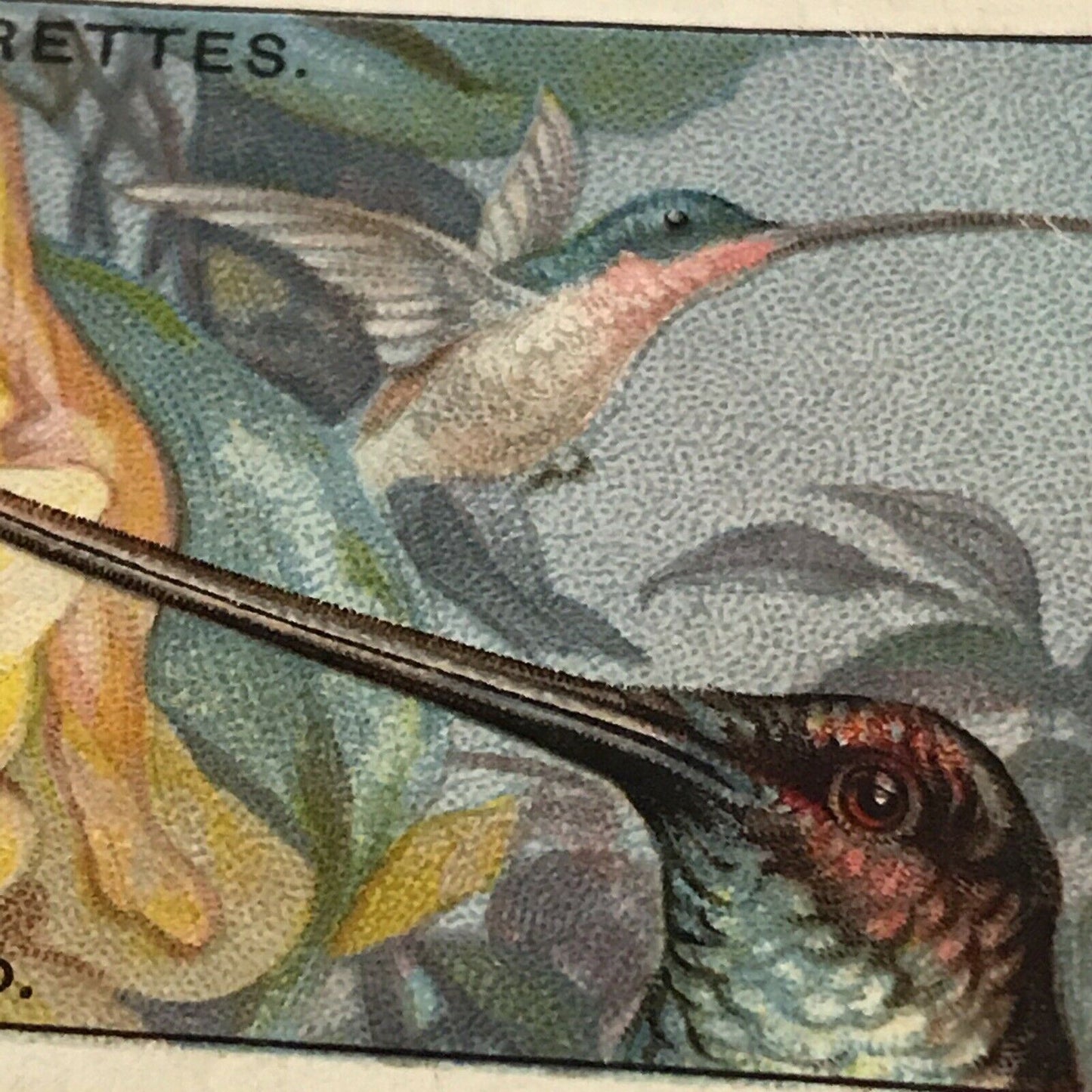 Players Cigarette Card Curious Beaks 26 Sword Billed Humming Bird Vintage 1929