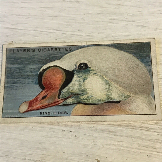 Players Cigarette Card Curious Beaks 12 King Eider Duck 1929 Picture Vintage