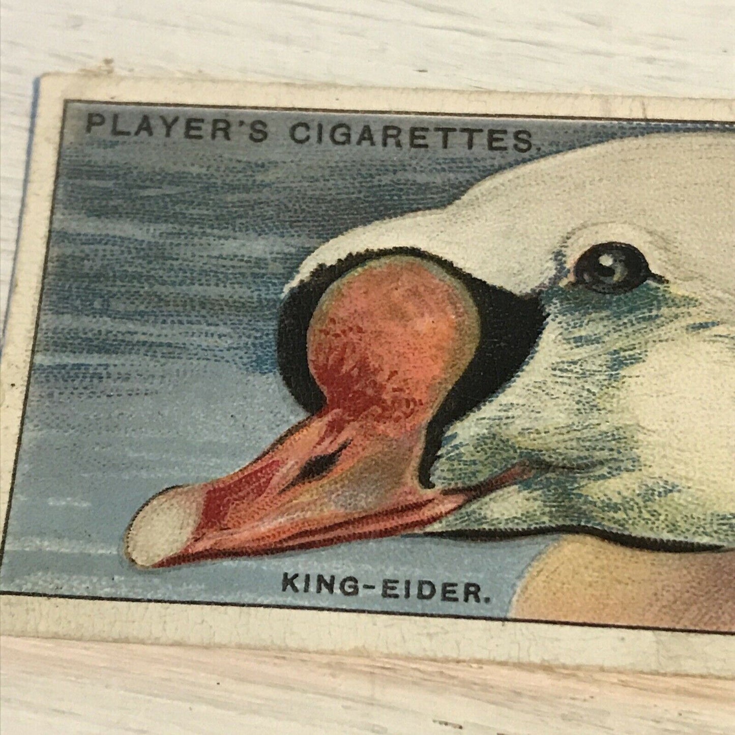 Players Cigarette Card Curious Beaks 12 King Eider Duck 1929 Picture Vintage