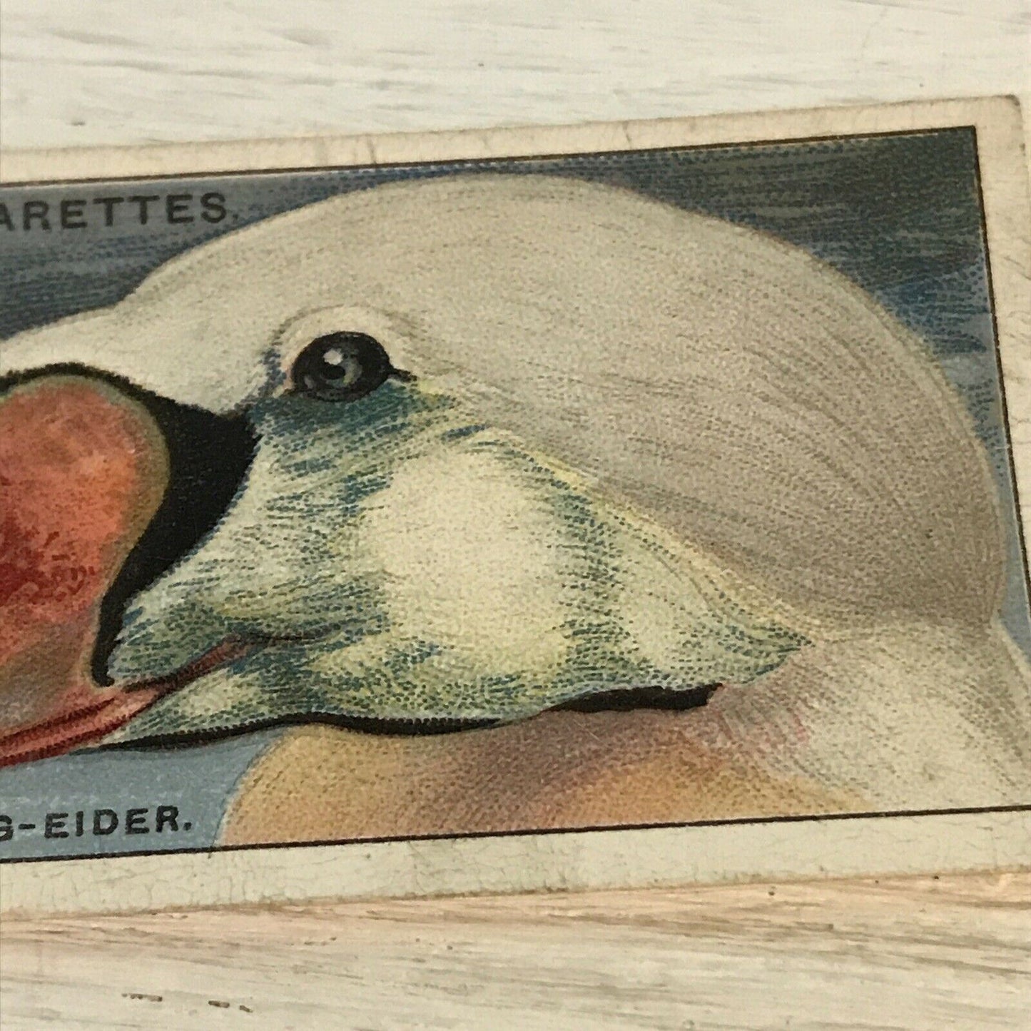 Players Cigarette Card Curious Beaks 12 King Eider Duck 1929 Picture Vintage