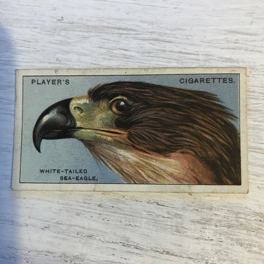 Players Cigarette Card Curious Beaks 11 White Tailed Sea Eagle Vintage 1929