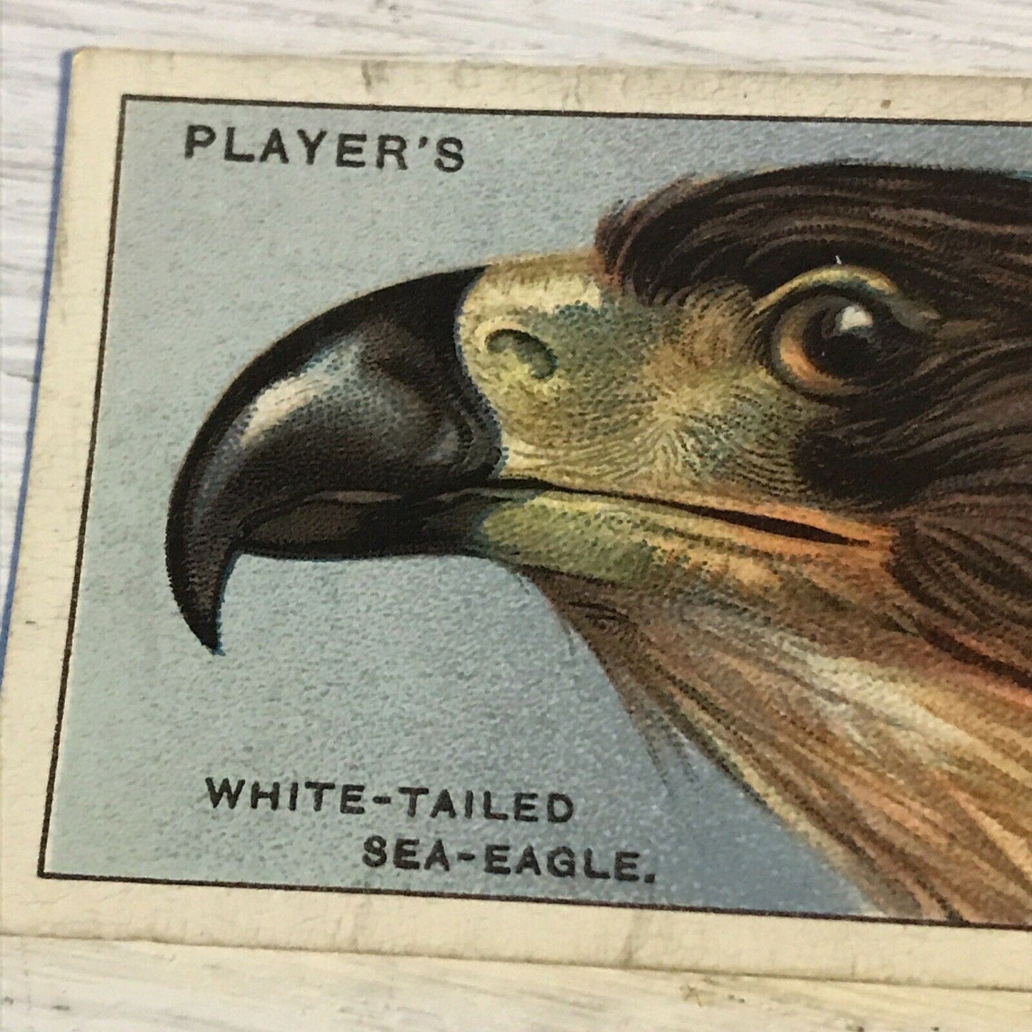 Players Cigarette Card Curious Beaks 11 White Tailed Sea Eagle Vintage 1929