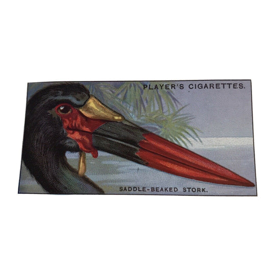 Players Cigarette Card Curious Beaks 46 Saddle Beaked Stork 1929 Vintage Picture