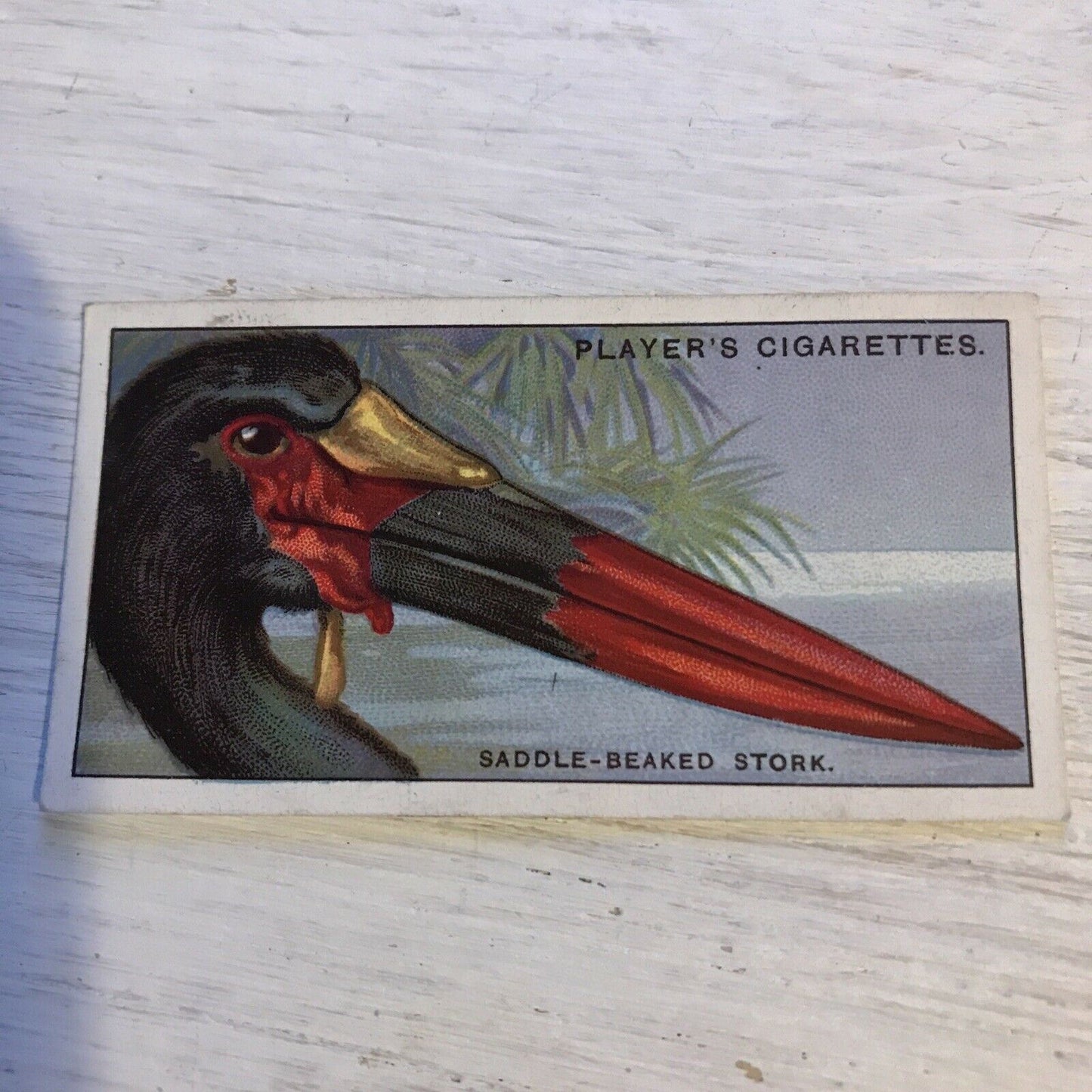 Players Cigarette Card Curious Beaks 46 Saddle Beaked Stork 1929 Vintage Picture