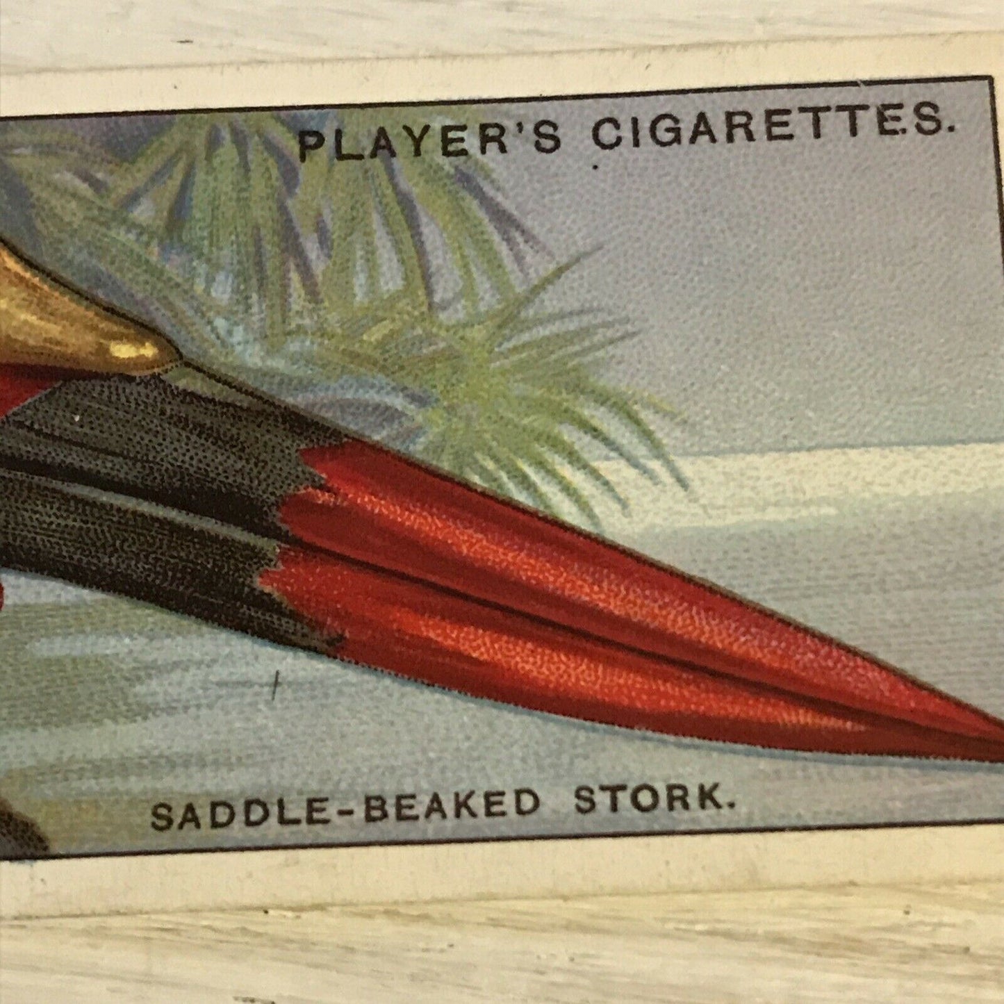 Players Cigarette Card Curious Beaks 46 Saddle Beaked Stork 1929 Vintage Picture