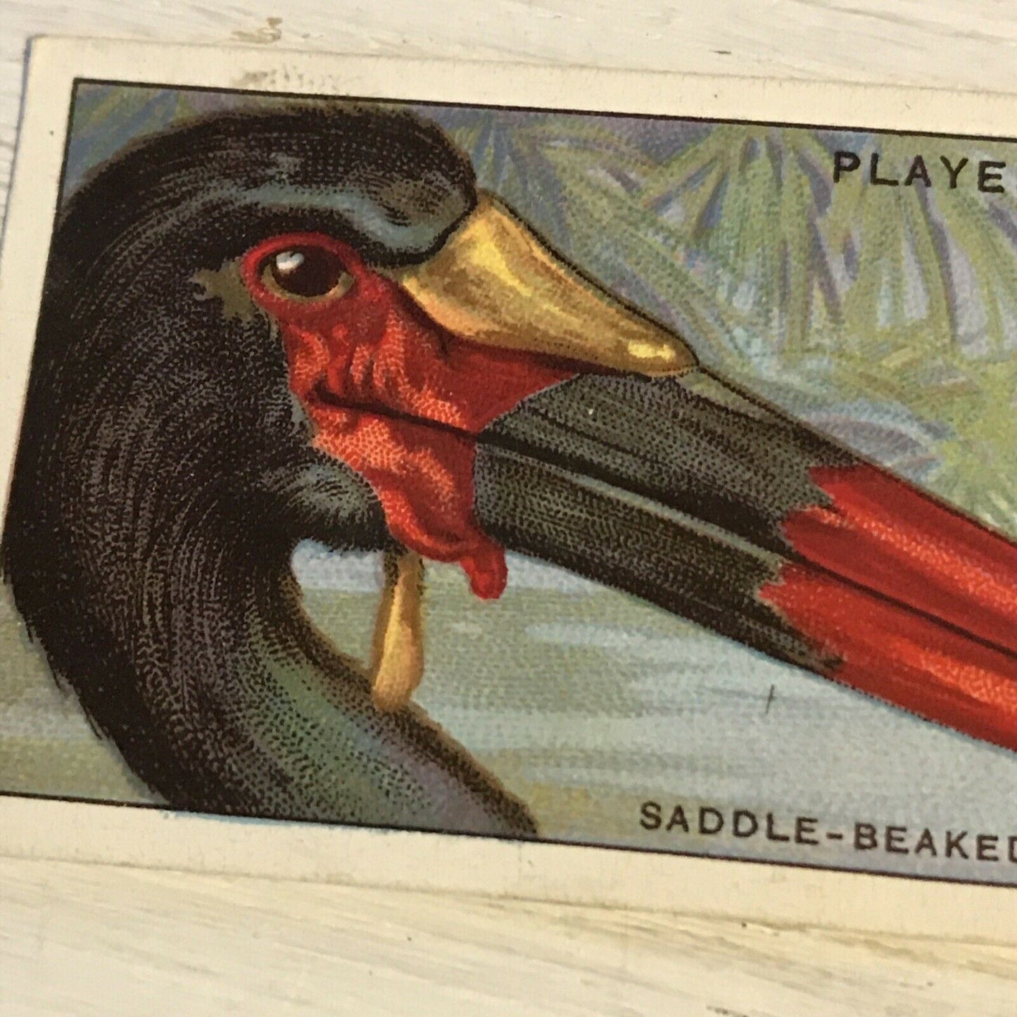 Players Cigarette Card Curious Beaks 46 Saddle Beaked Stork 1929 Vintage Picture