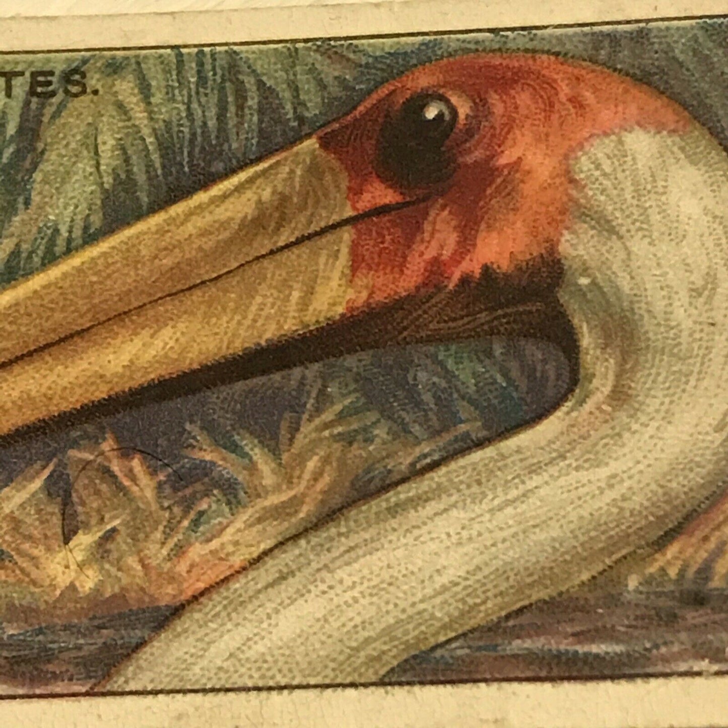 Players Cigarette Card Curious Beaks 27 Wood Ibis Bird Picture 1929 Vintage