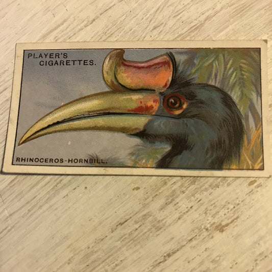 Players Cigarette Card Curious Beaks 24 Rhinoceros Hornbill Bird 1929 Vintage