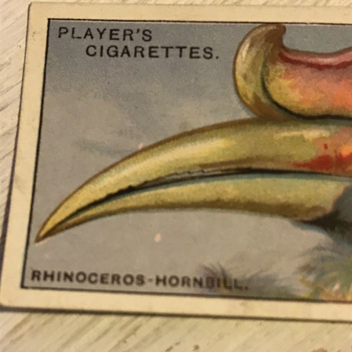 Players Cigarette Card Curious Beaks 24 Rhinoceros Hornbill Bird 1929 Vintage