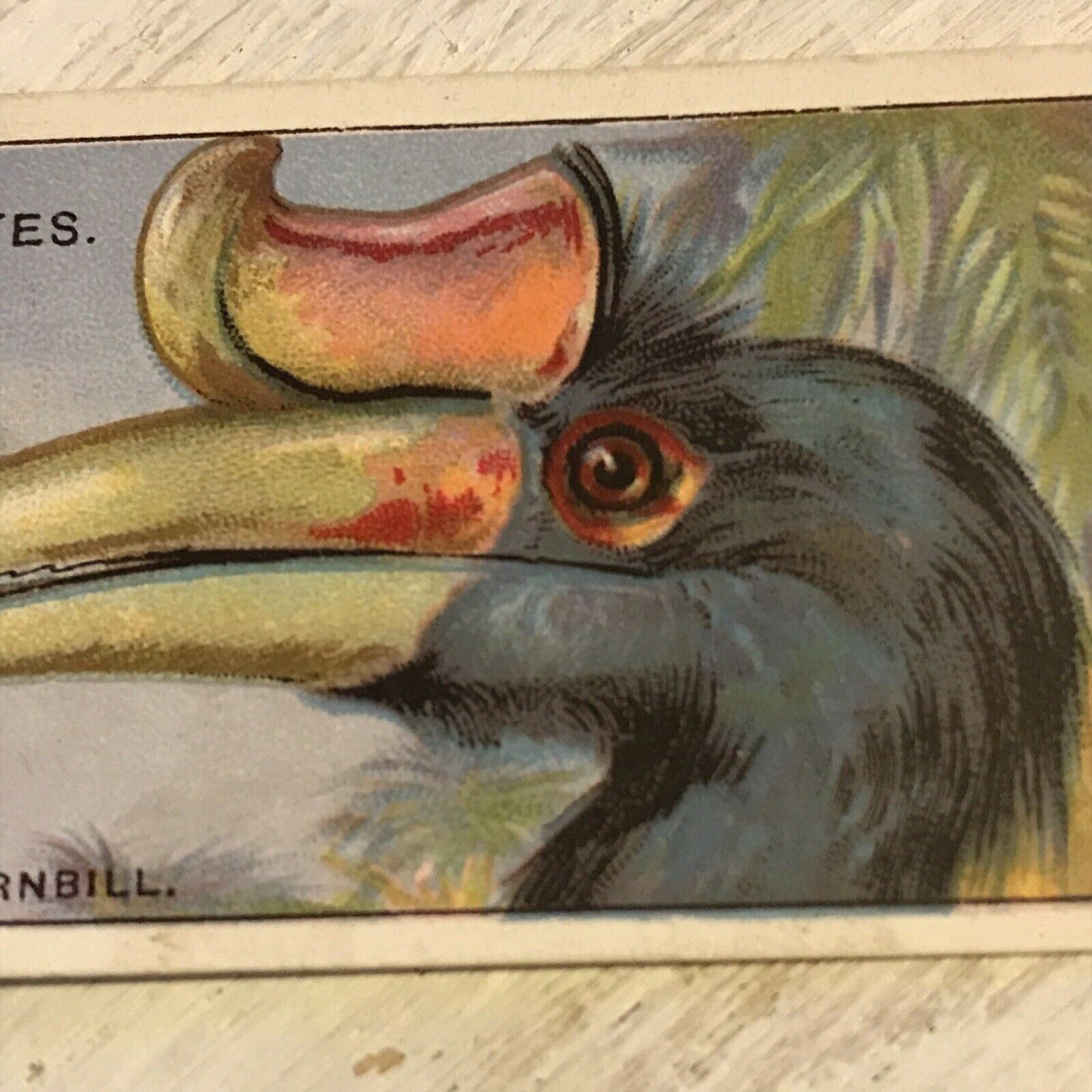 Players Cigarette Card Curious Beaks 24 Rhinoceros Hornbill Bird 1929 Vintage