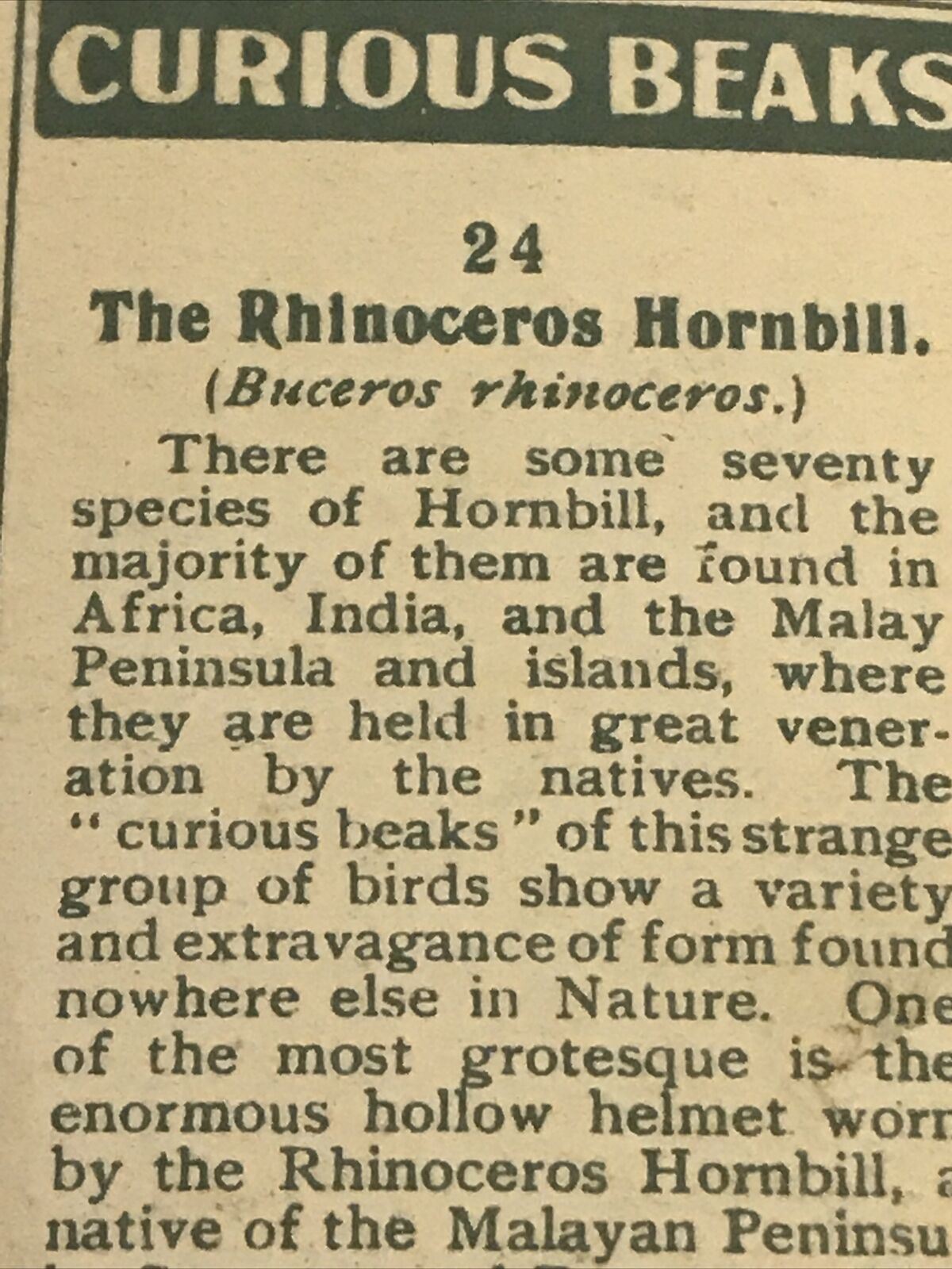 Players Cigarette Card Curious Beaks 24 Rhinoceros Hornbill Bird 1929 Vintage