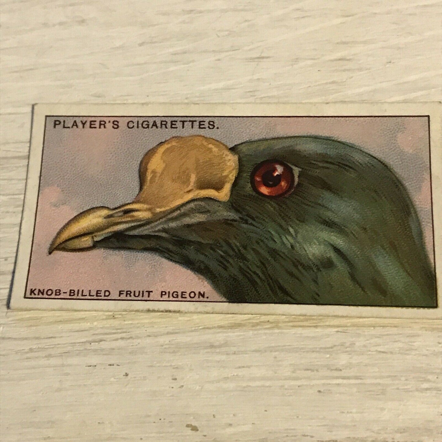 Players Cigarette Card Curious Beaks 35 Knob Billed Fruit Pigeon Bird 1929