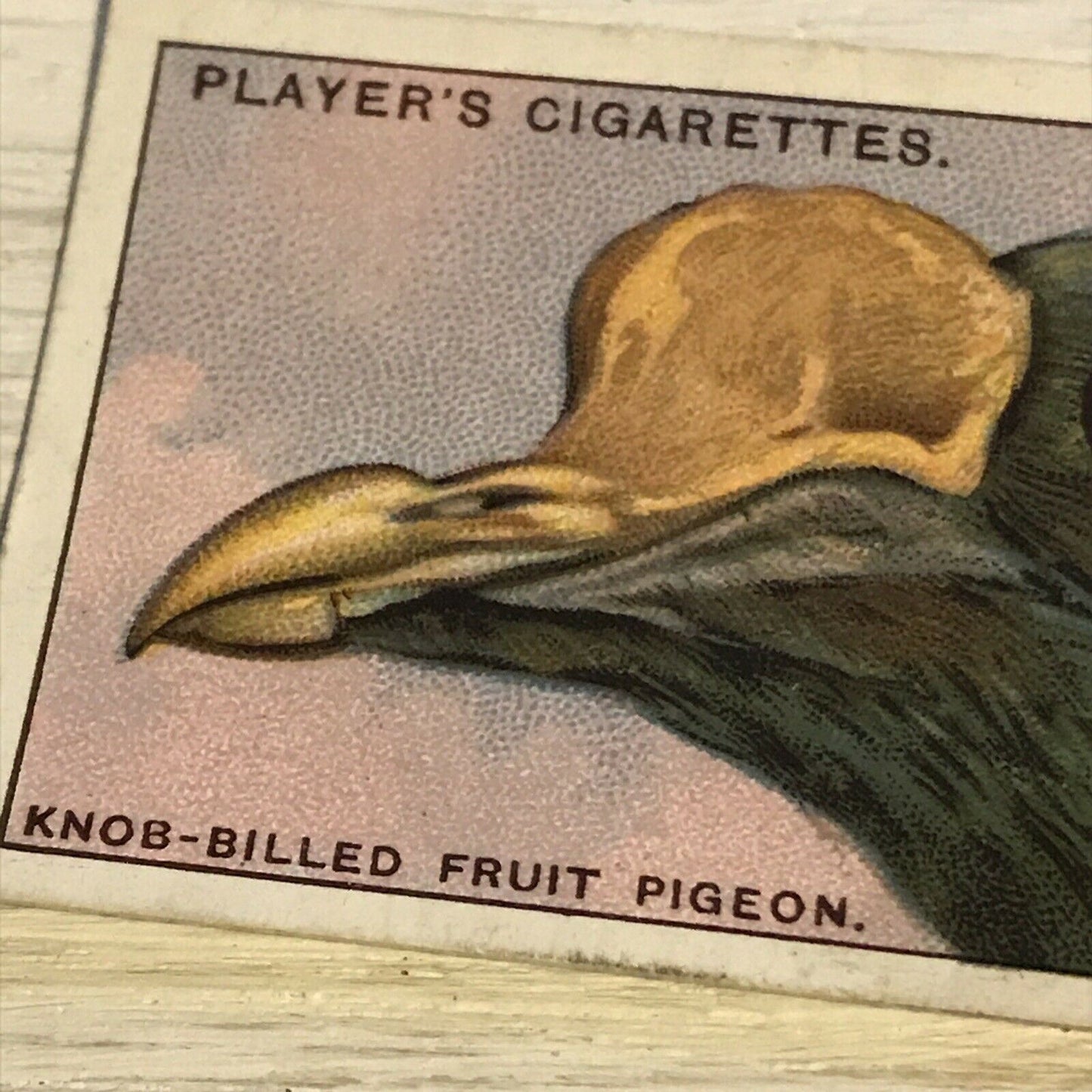 Players Cigarette Card Curious Beaks 35 Knob Billed Fruit Pigeon Bird 1929