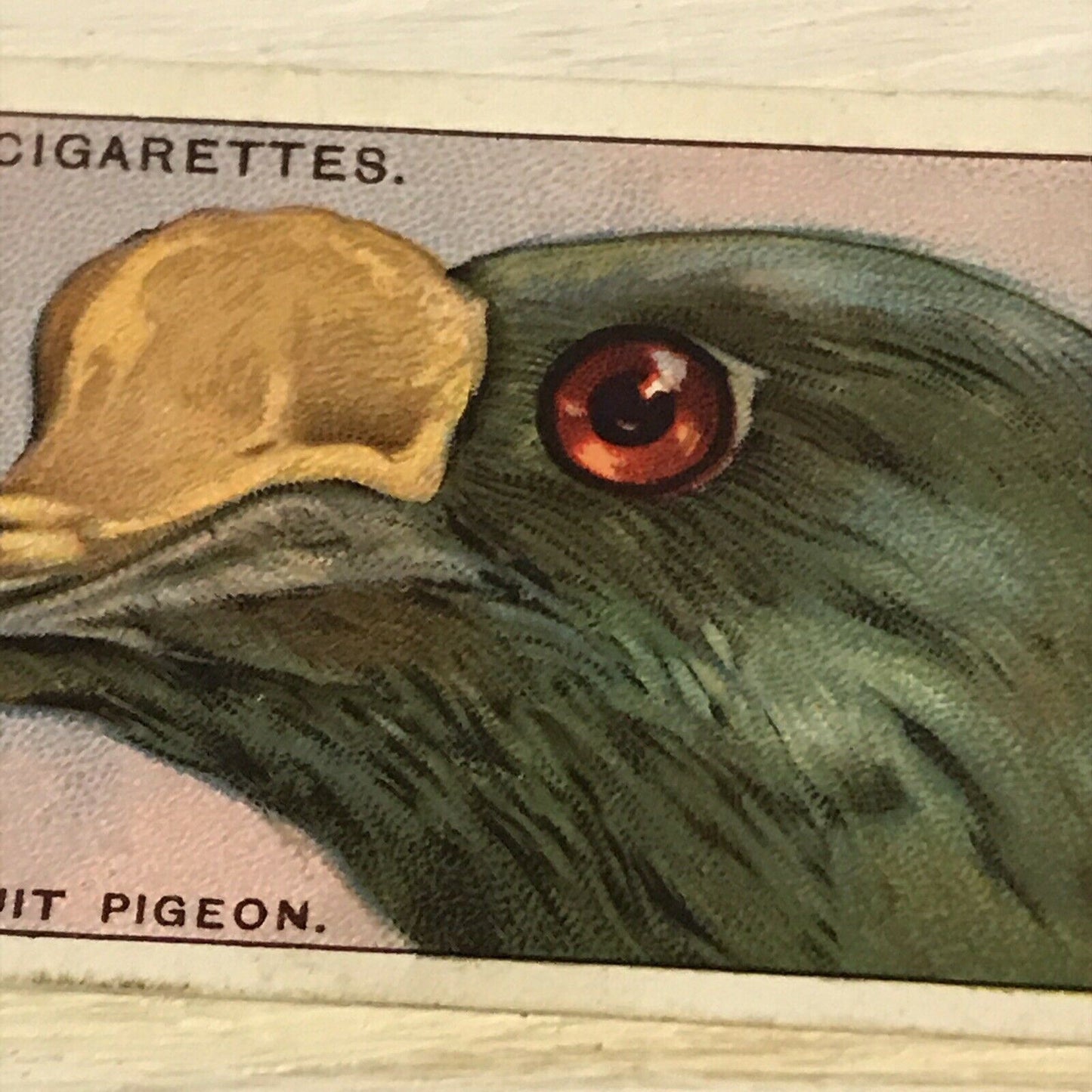 Players Cigarette Card Curious Beaks 35 Knob Billed Fruit Pigeon Bird 1929