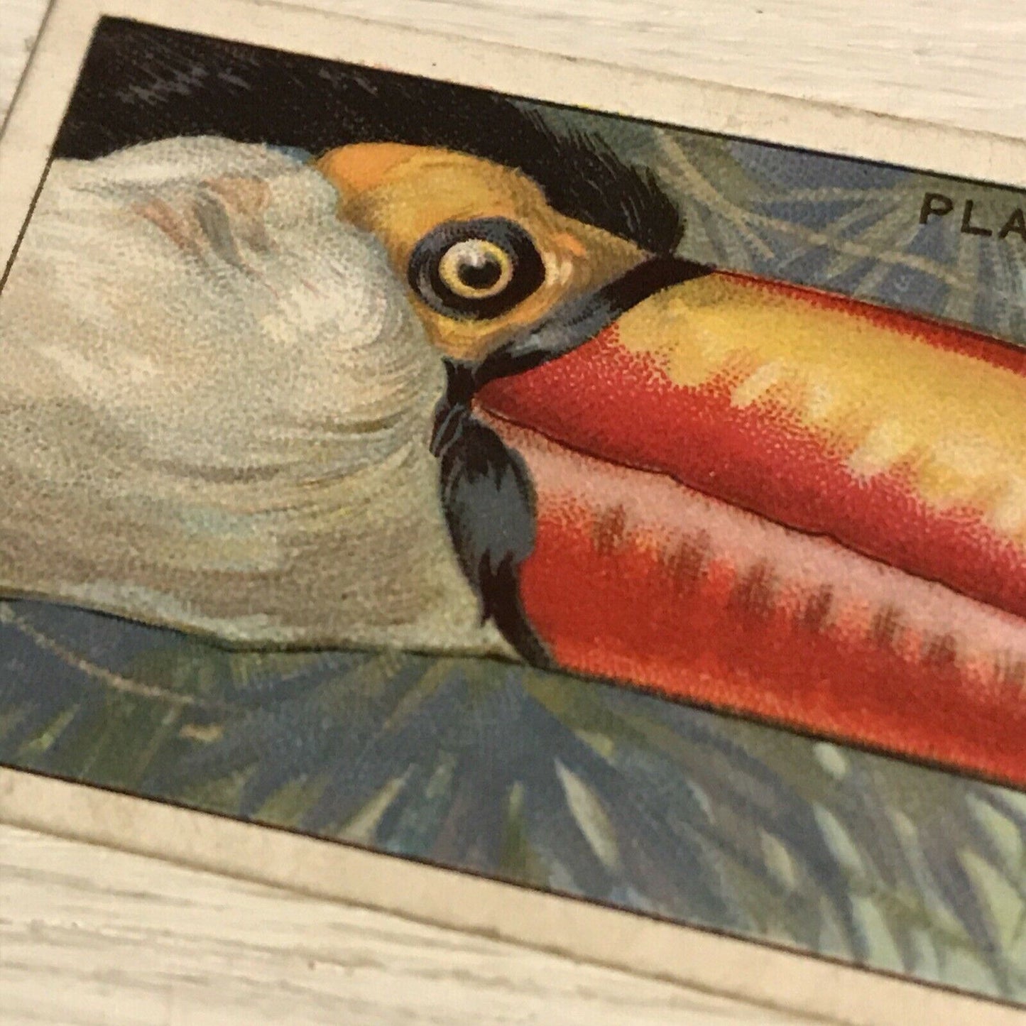 Antique Players Cigarette Card Curious Beaks 49 Toucan Bird Picture 1929