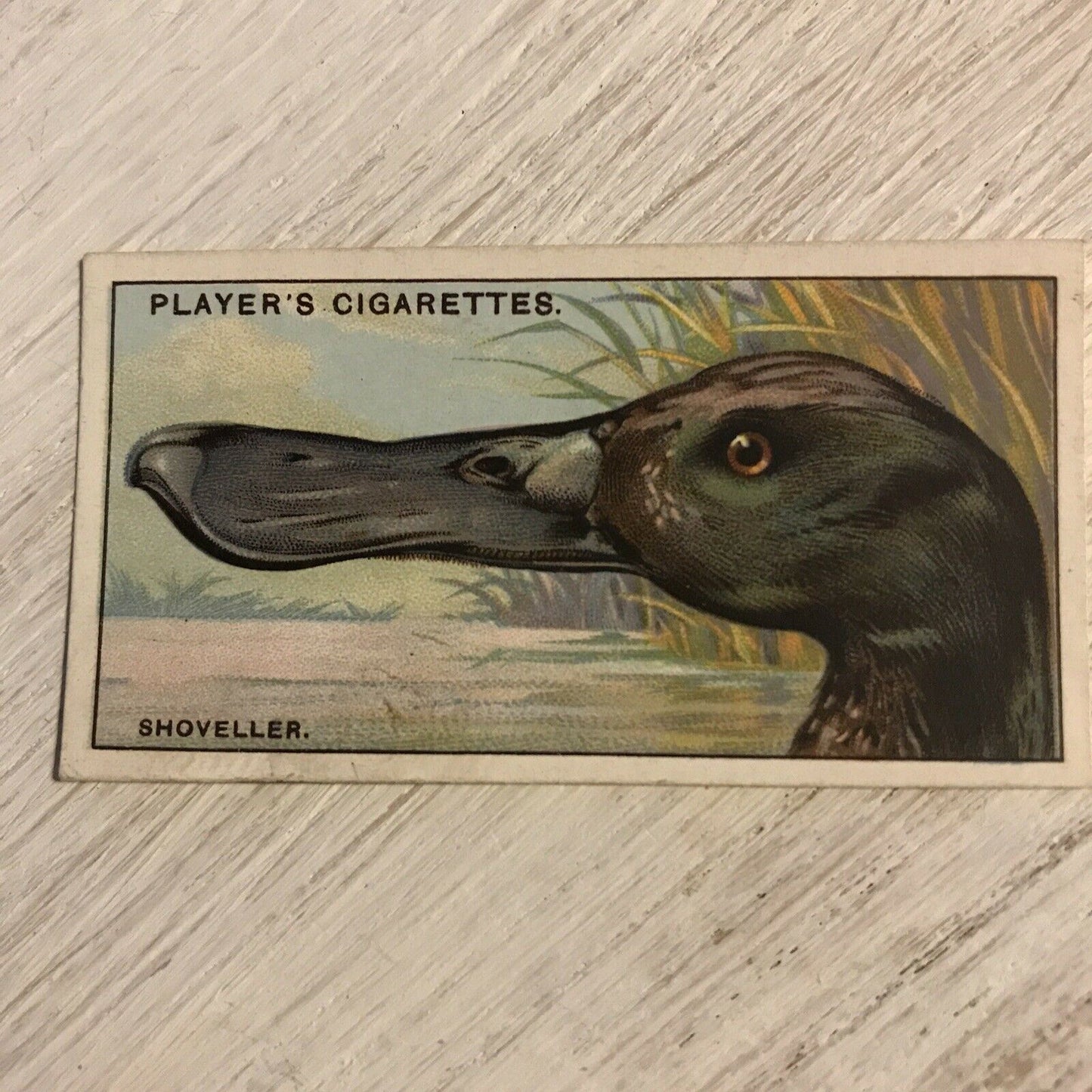 Players Cigarette Card Curious Beaks 44 Shoveller Duck Bird 1929 Vintage Picture