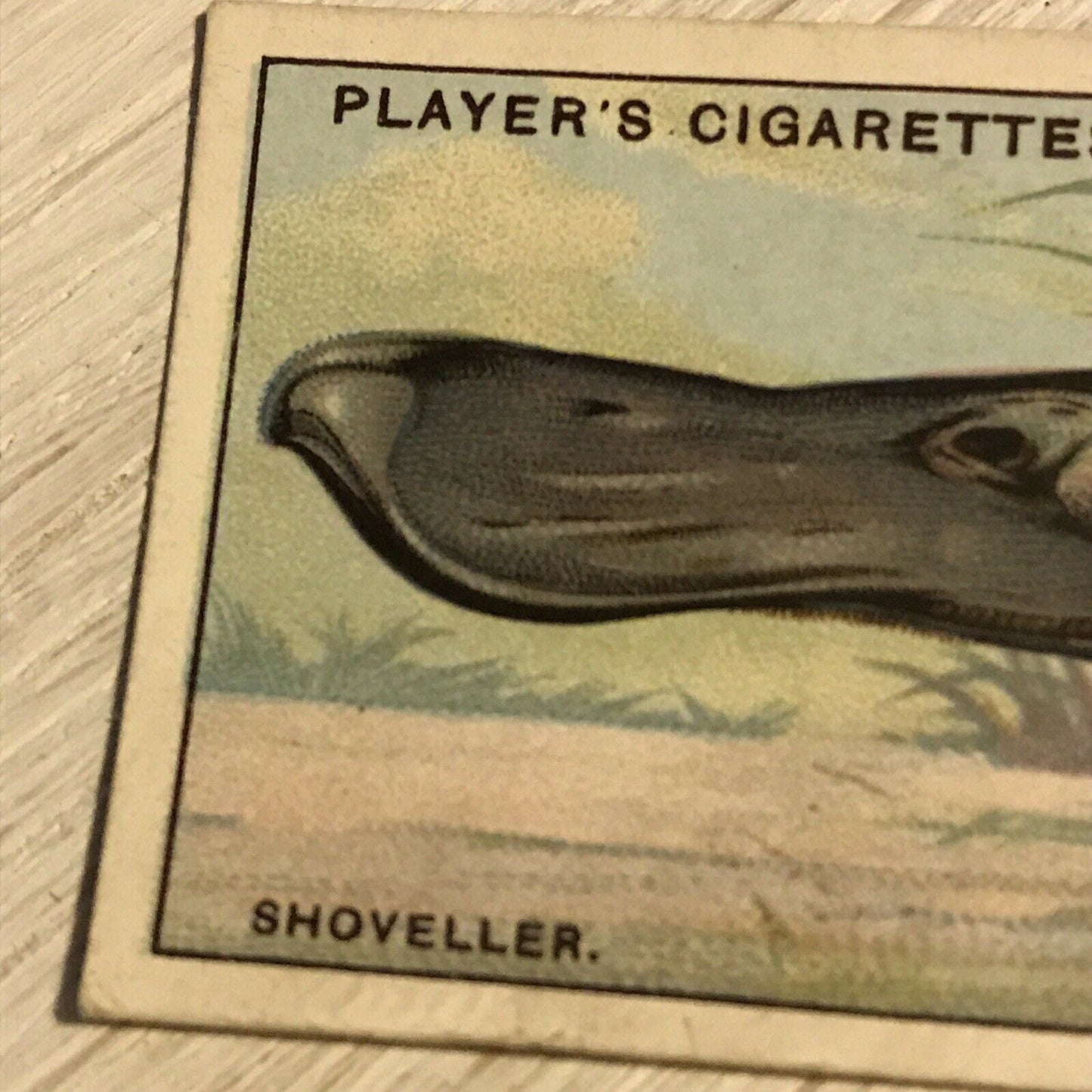 Players Cigarette Card Curious Beaks 44 Shoveller Duck Bird 1929 Vintage Picture